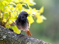 23 - VOGEL - JACQUEMIJN REINE - belgium